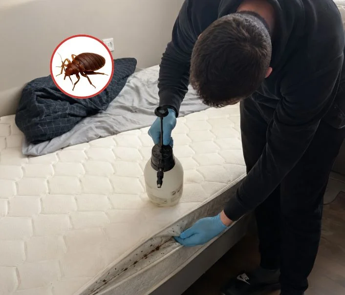 Technicien traitant un matelas contre les punaises de lit à Le Mesnil-Aubry